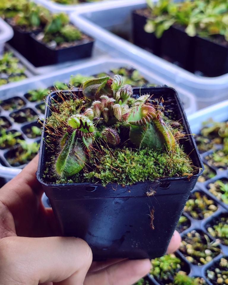 Cephalotus Follicularis Albany Pitcher Plant