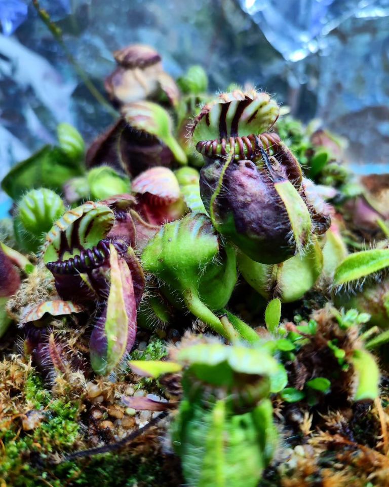 Cephalotus Follicularis - Kendine Has Etobur Bitki