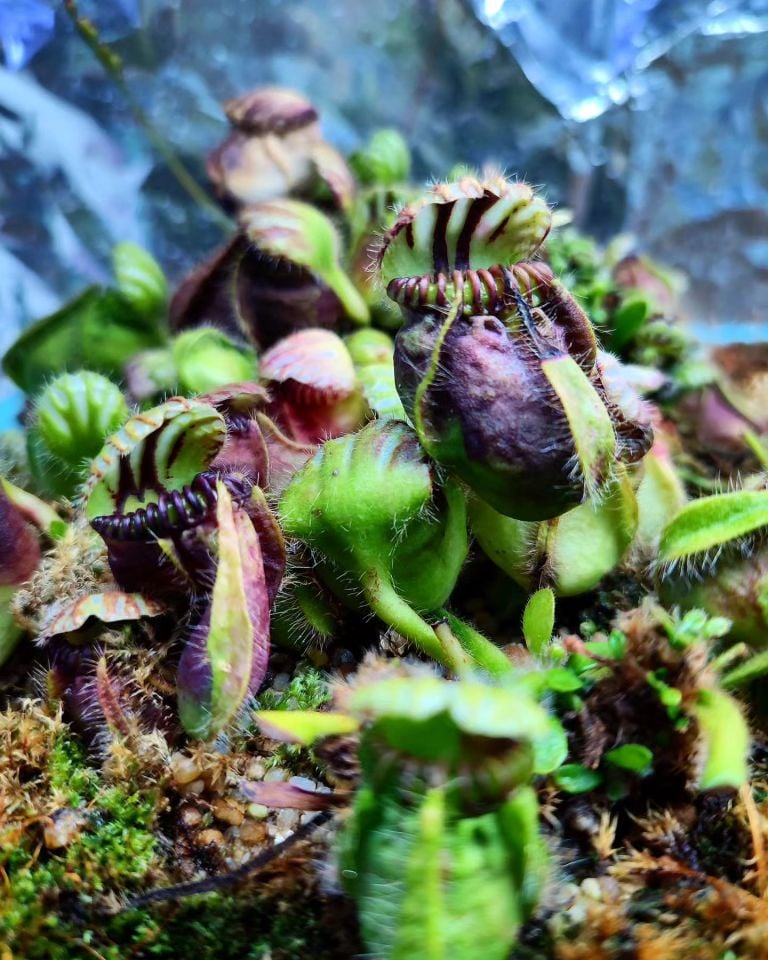 Cephalotus Follicularis Albany Pitcher Plant