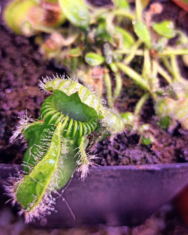 Cephalotus Follicularis - Kendine Has Etobur Bitki