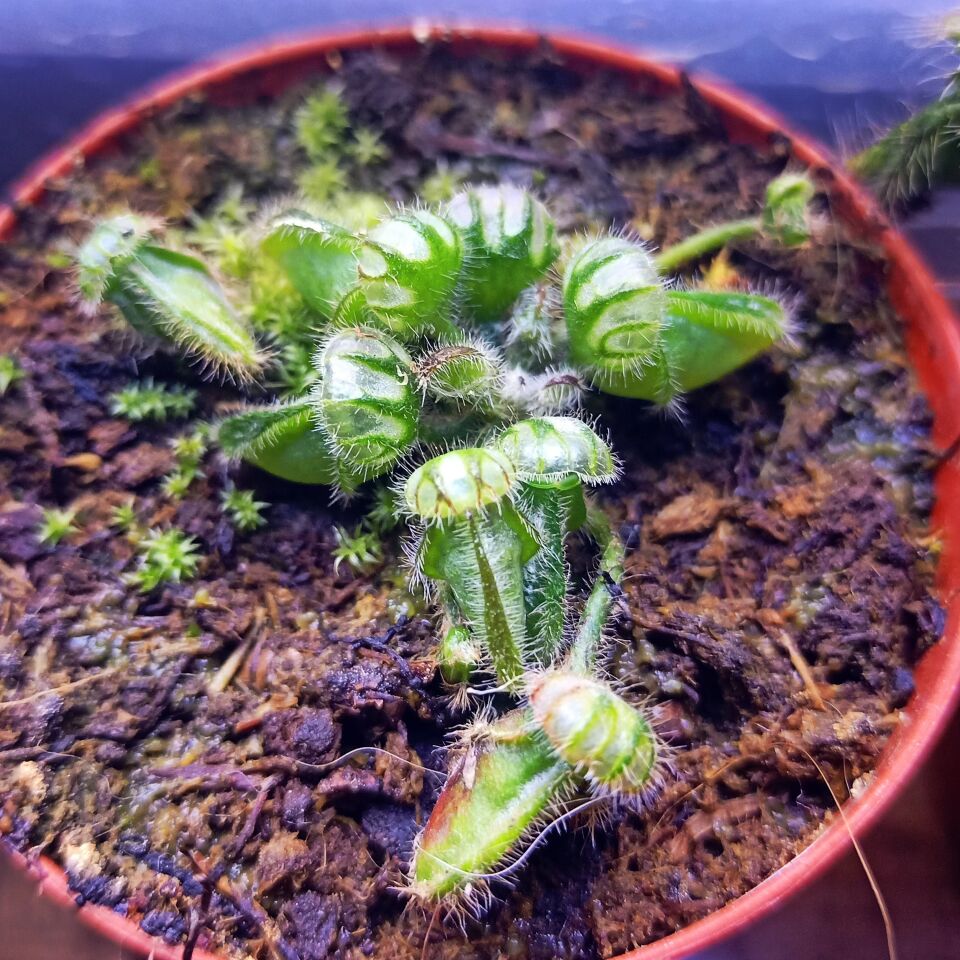 アルビCephalotus follicularis Cephalotus Follicularis - Kendine Has Etobur Bitki