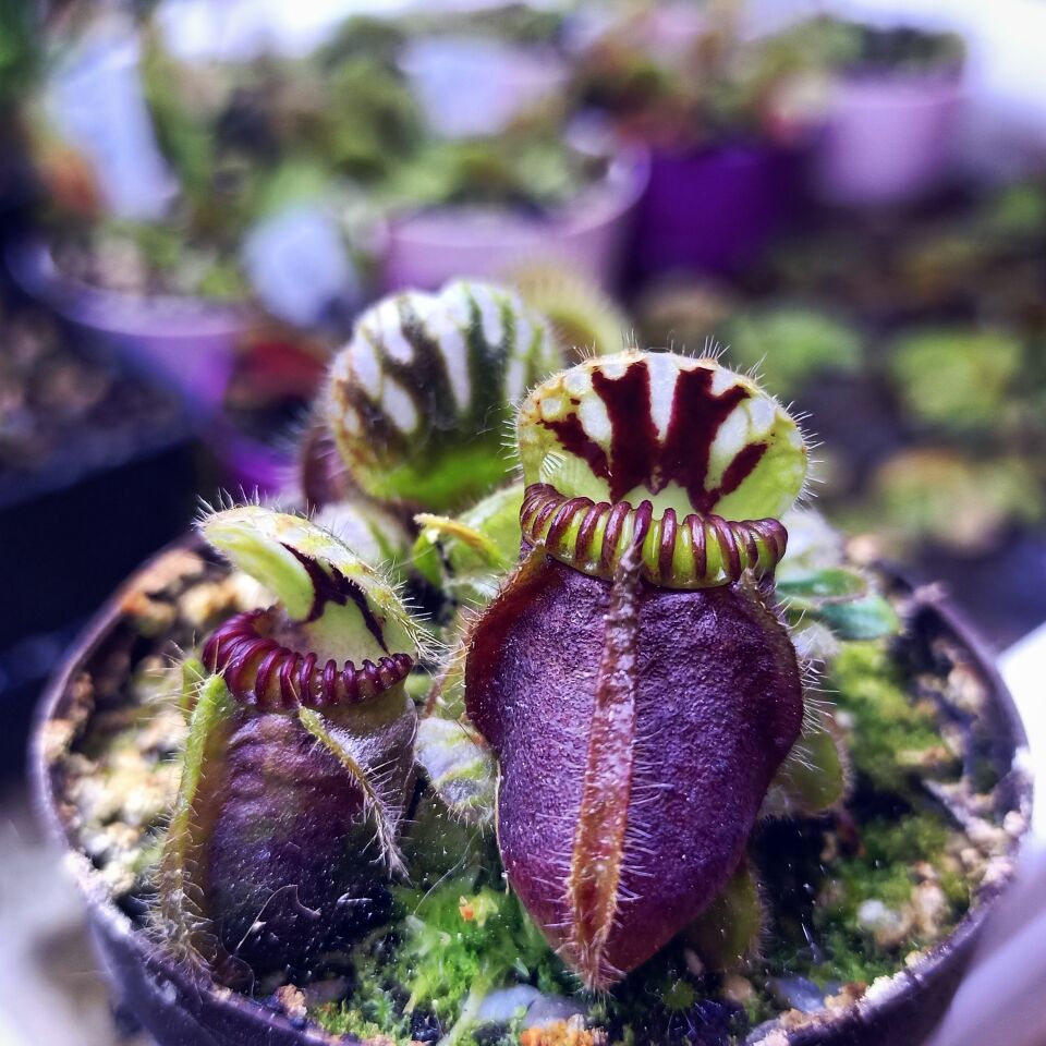 アルビCephalotus follicularis Cephalotus Follicularis - Kendine Has Etobur Bitki