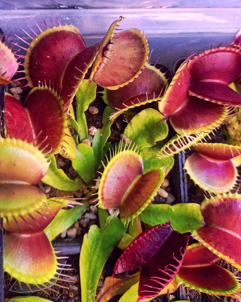 Büyük Kapanlı Dionaea Muscipula Venus Fly Trap (XL)