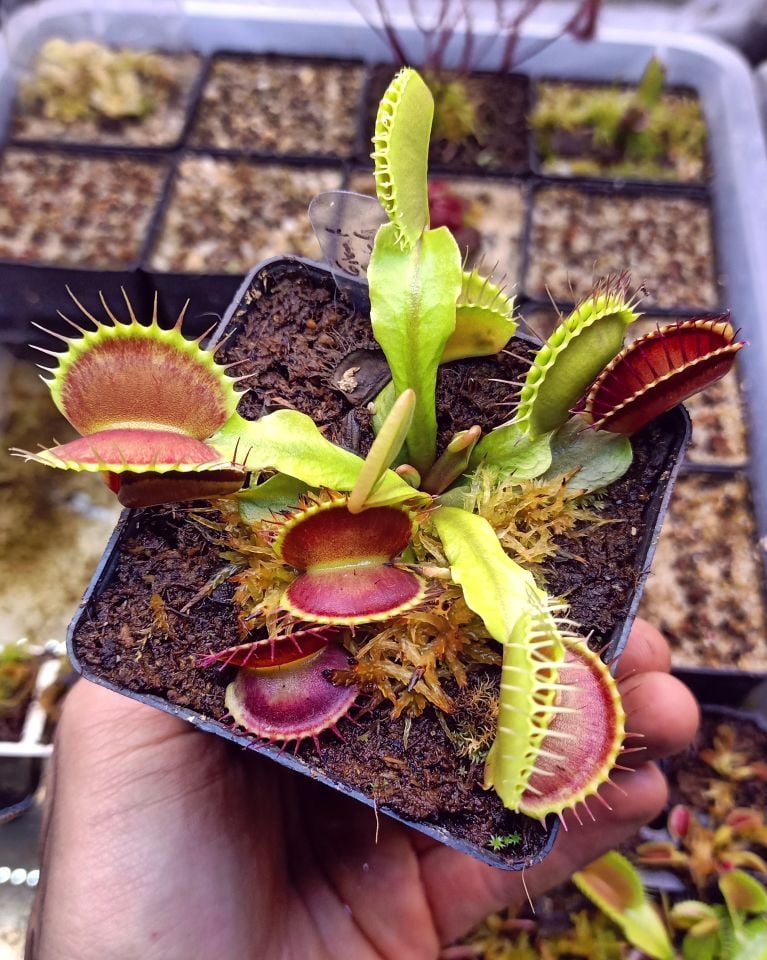Büyük Kapanlı Dionaea Muscipula Venus Fly Trap (XL)