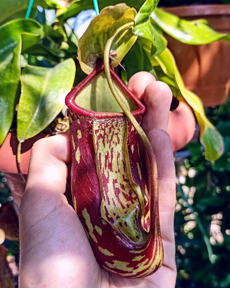 Nepenthes x Gaya