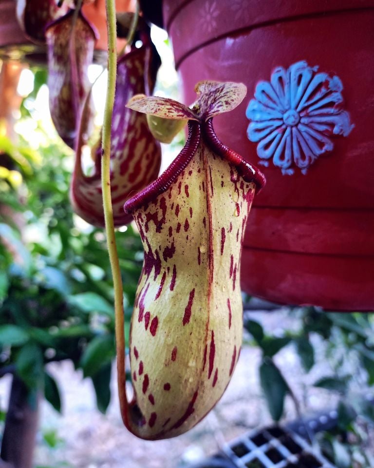 Nepenthes x Gaya