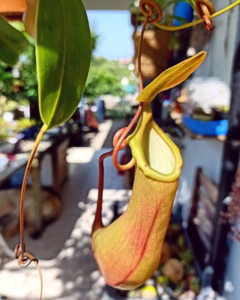 Nepenthes x Ventrata