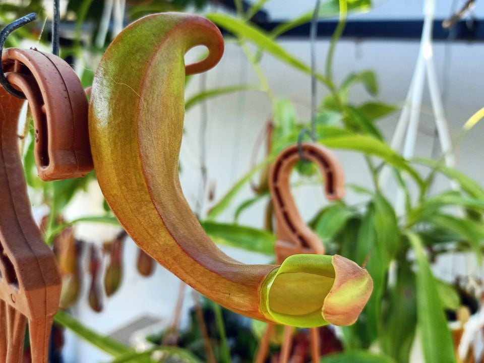 Nepenthes x Ventrata
