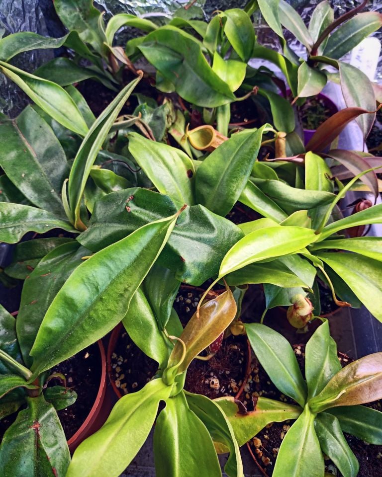 Nepenthes x Ventrata
