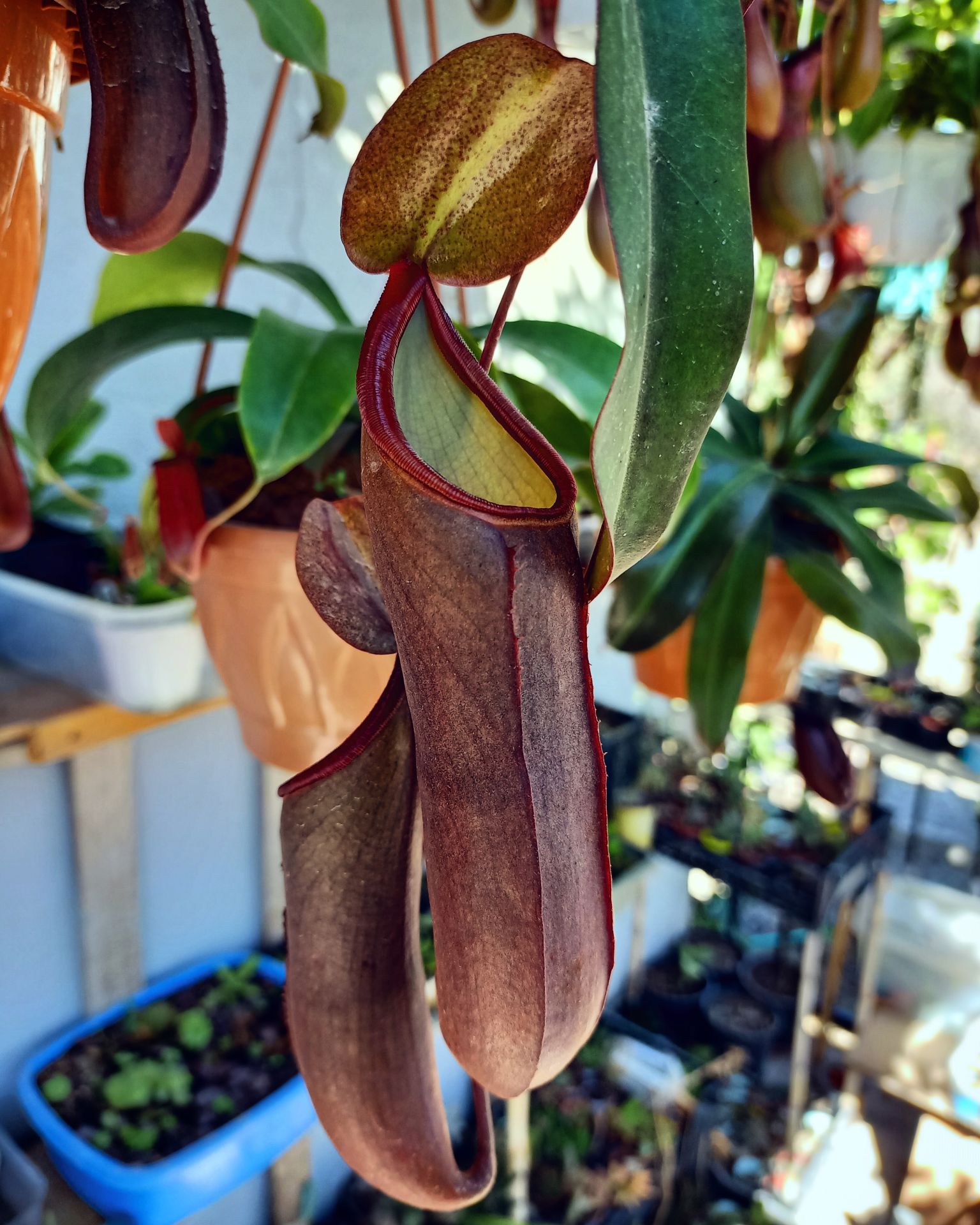 Nepenthes x rebecca soper