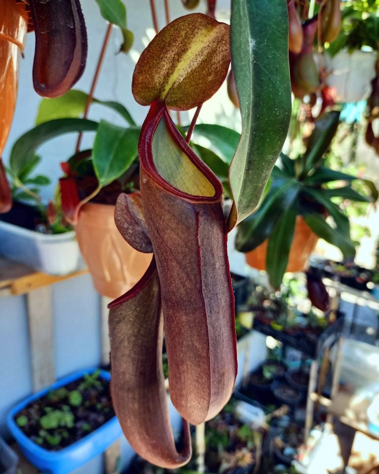 Nepenthes x rebecca soper