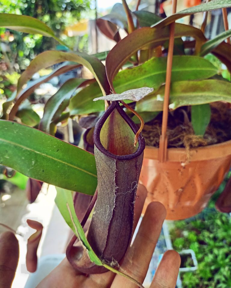 Nepenthes x rebecca soper