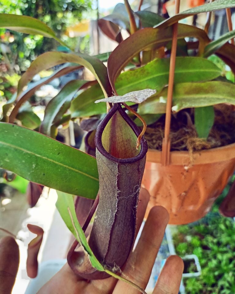 Nepenthes x rebecca soper