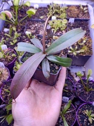 Nepenthes x rebecca soper