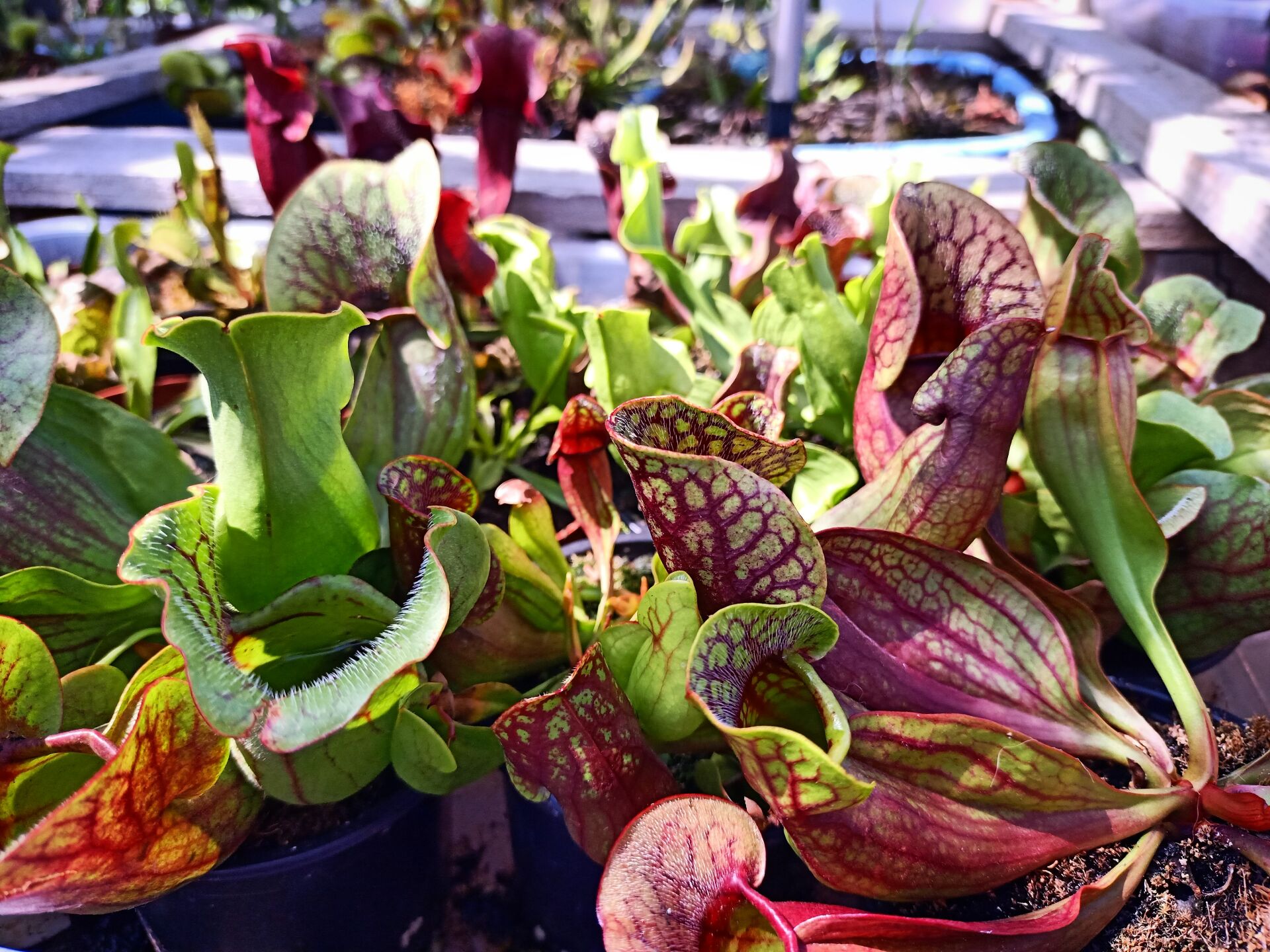 Sarracenia purpurea var. montana