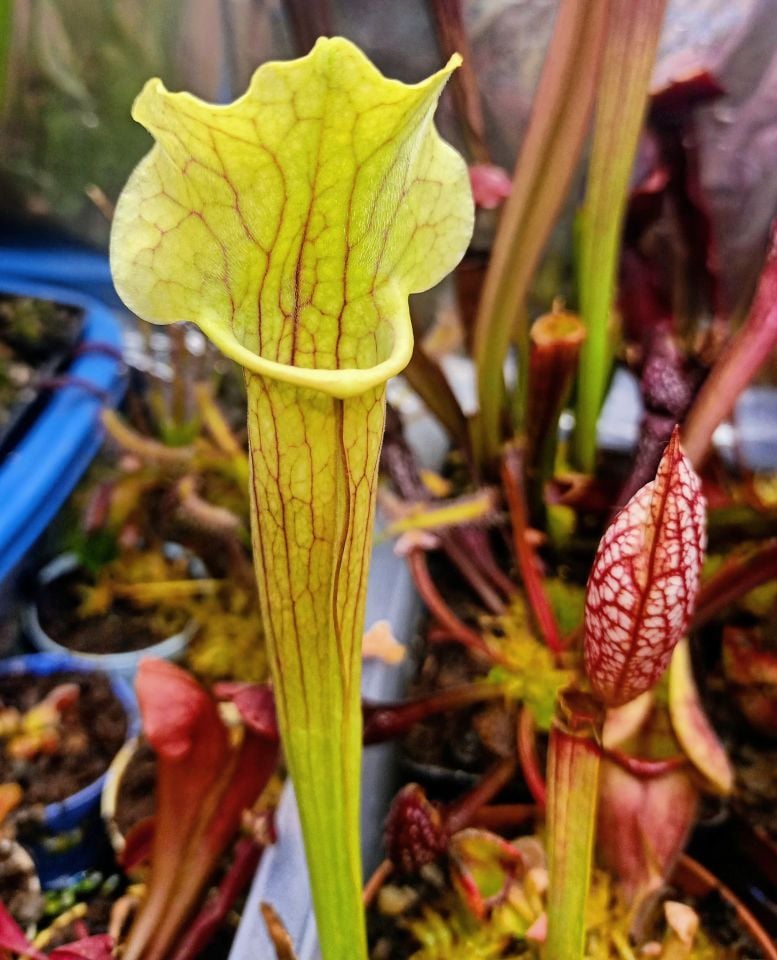 Sarracenia smoorii