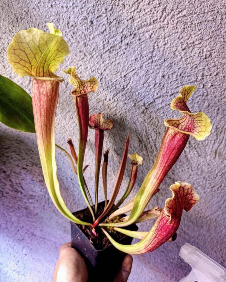 Sarracenia smoorii