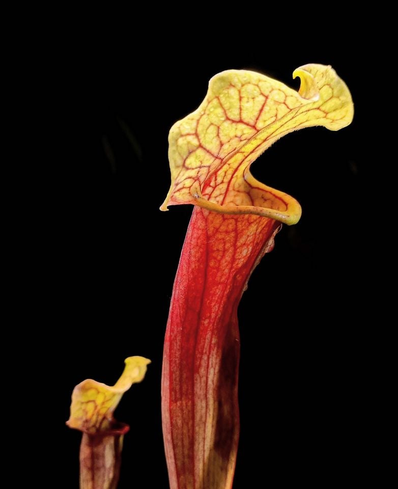 Sarracenia smoorii
