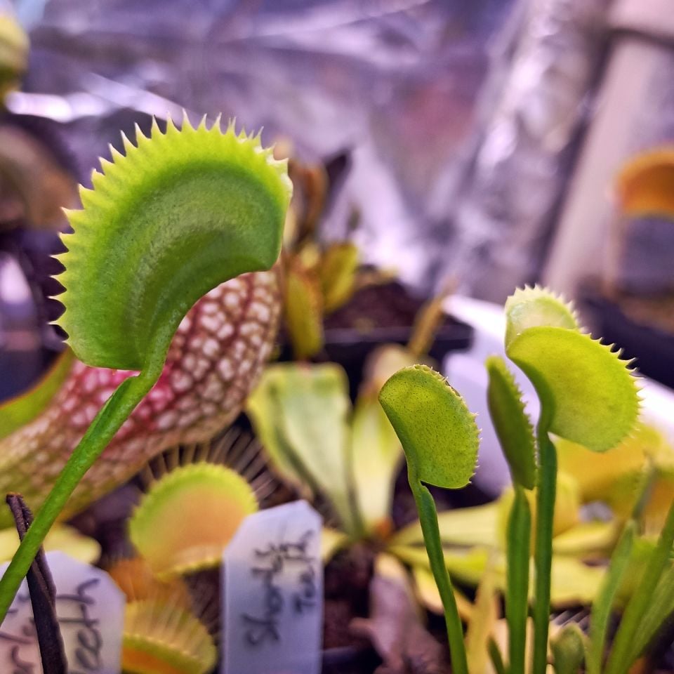 Dionaea muscipula ''Shark Teeth''