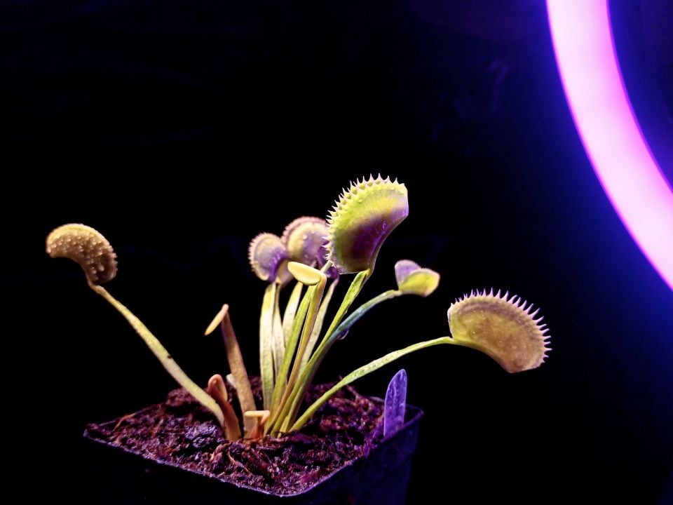 Dionaea muscipula ''Shark Teeth''