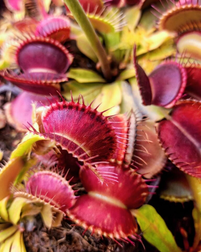 Dionaea muscipula ''harlequin''