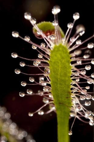 Drosera capensis Tohum Yetiştirme Kiti