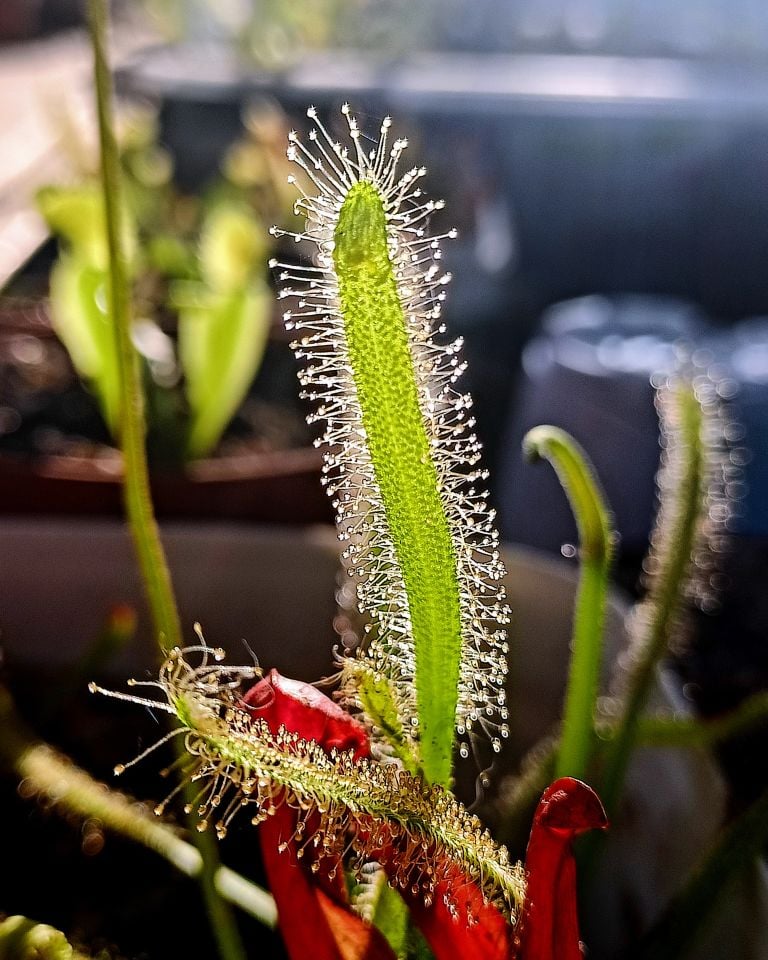 Drosera capensis Tohum Yetiştirme Kiti