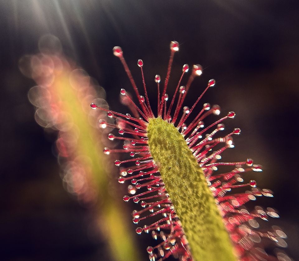 Drosera capensis Tohum Yetiştirme Kiti