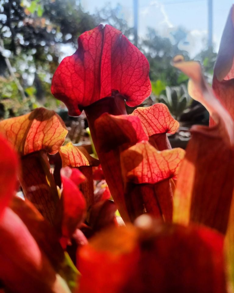 Sarracenia maroon
