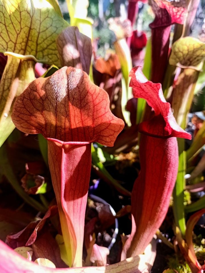 Sarracenia maroon