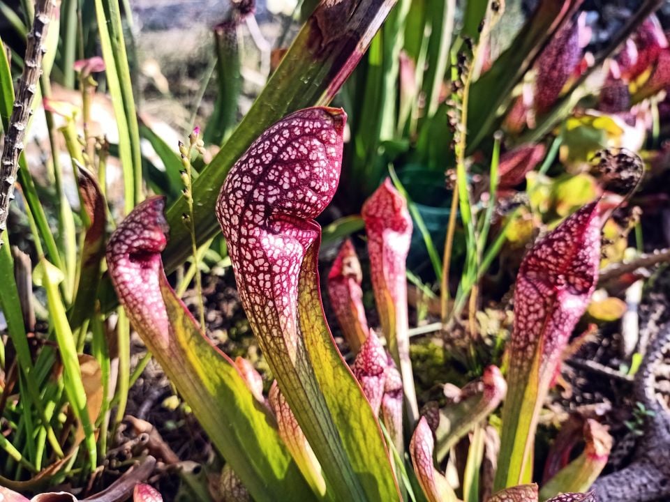 Sarracenia x Scarlet Belle