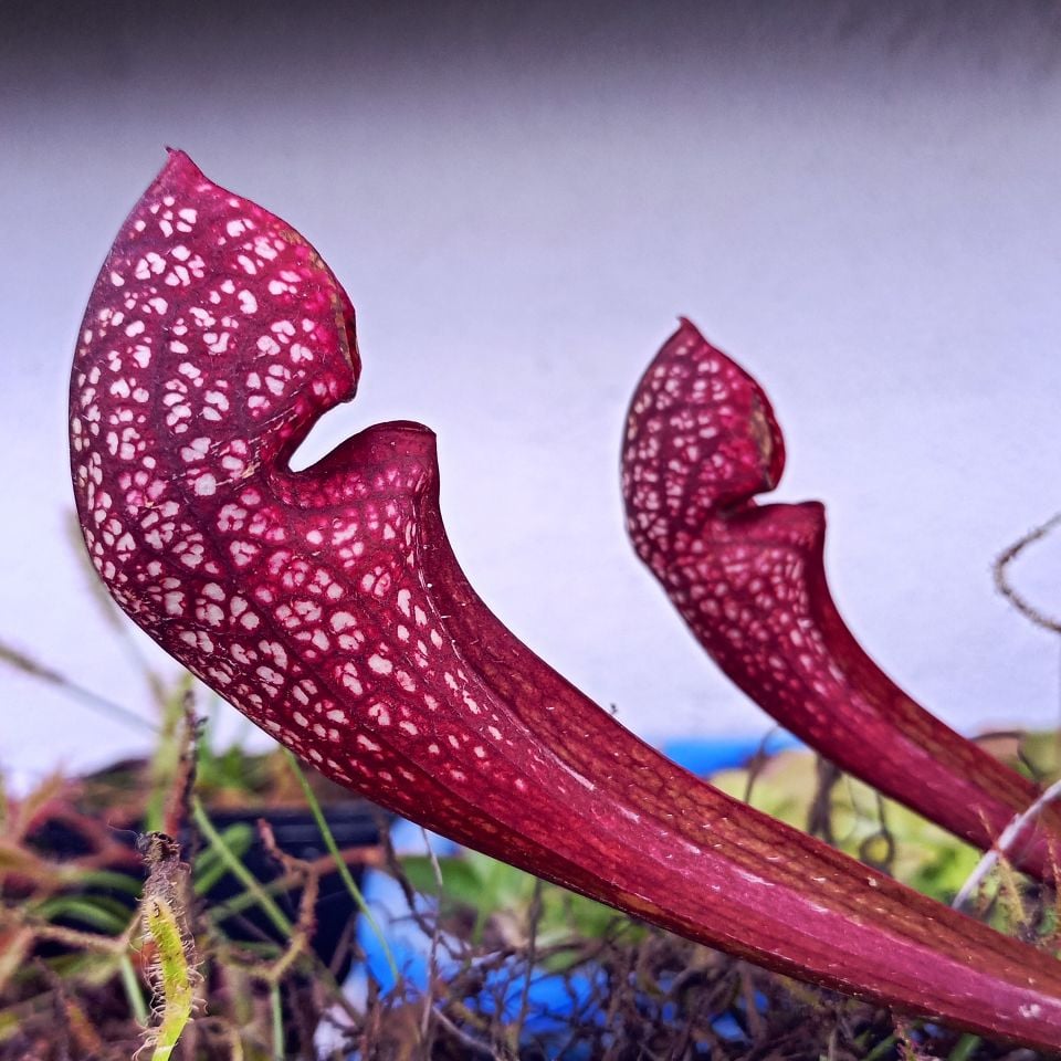 Sarracenia x Scarlet Belle