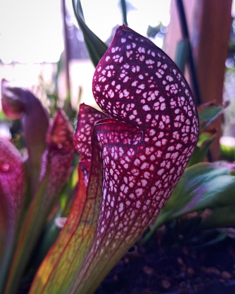 Sarracenia x Scarlet Belle