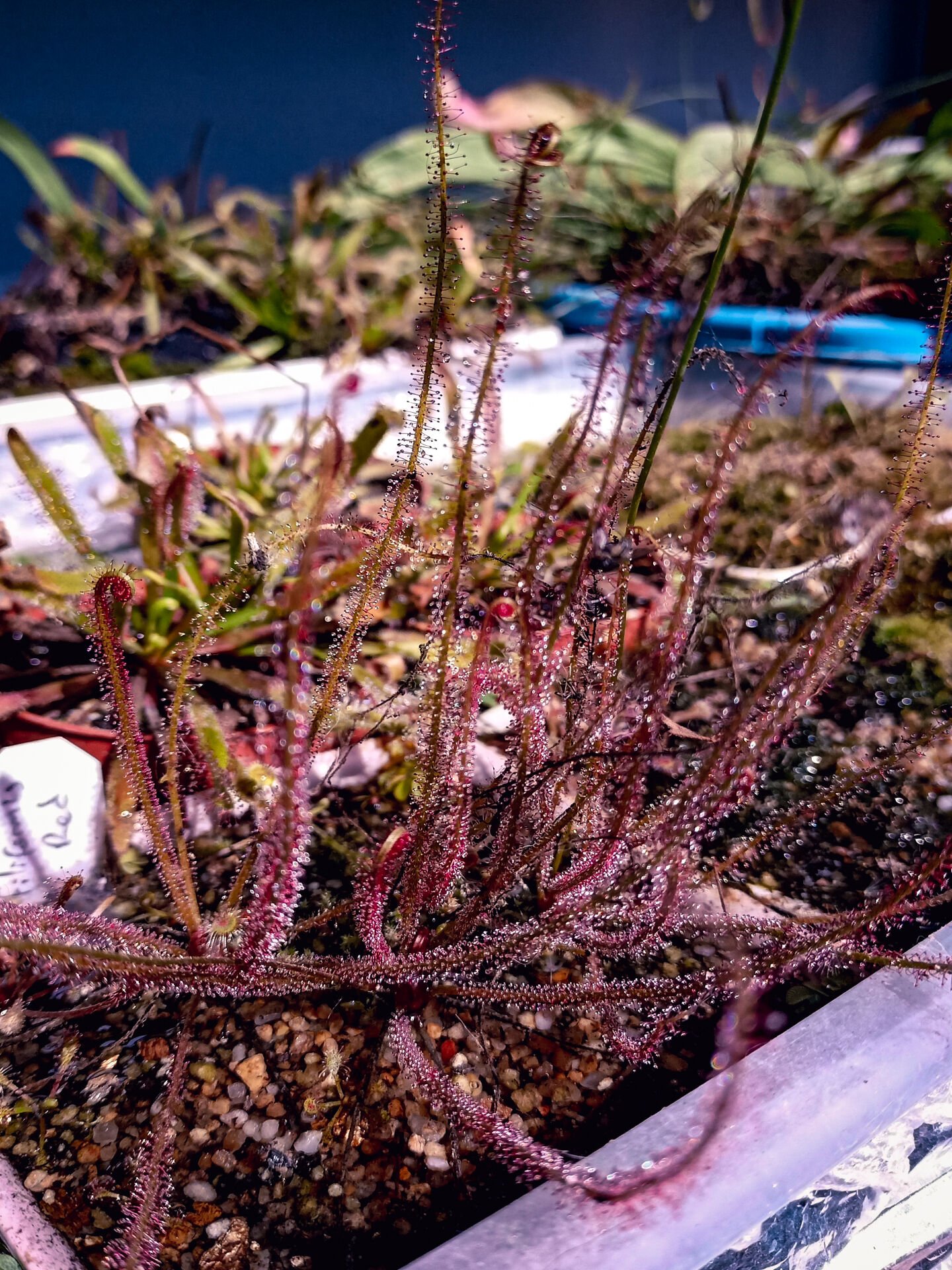 Drosera filiformis ''red'' Tohum Yetiştirme Kiti