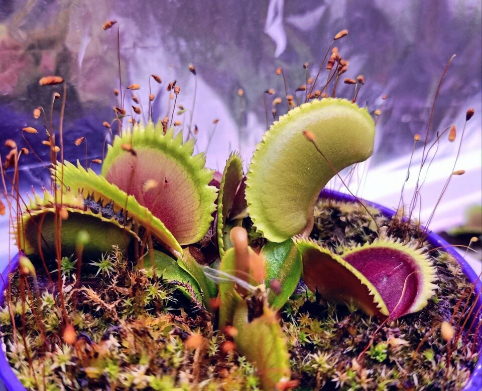 Dionaea muscipula ''Brutal Shark''