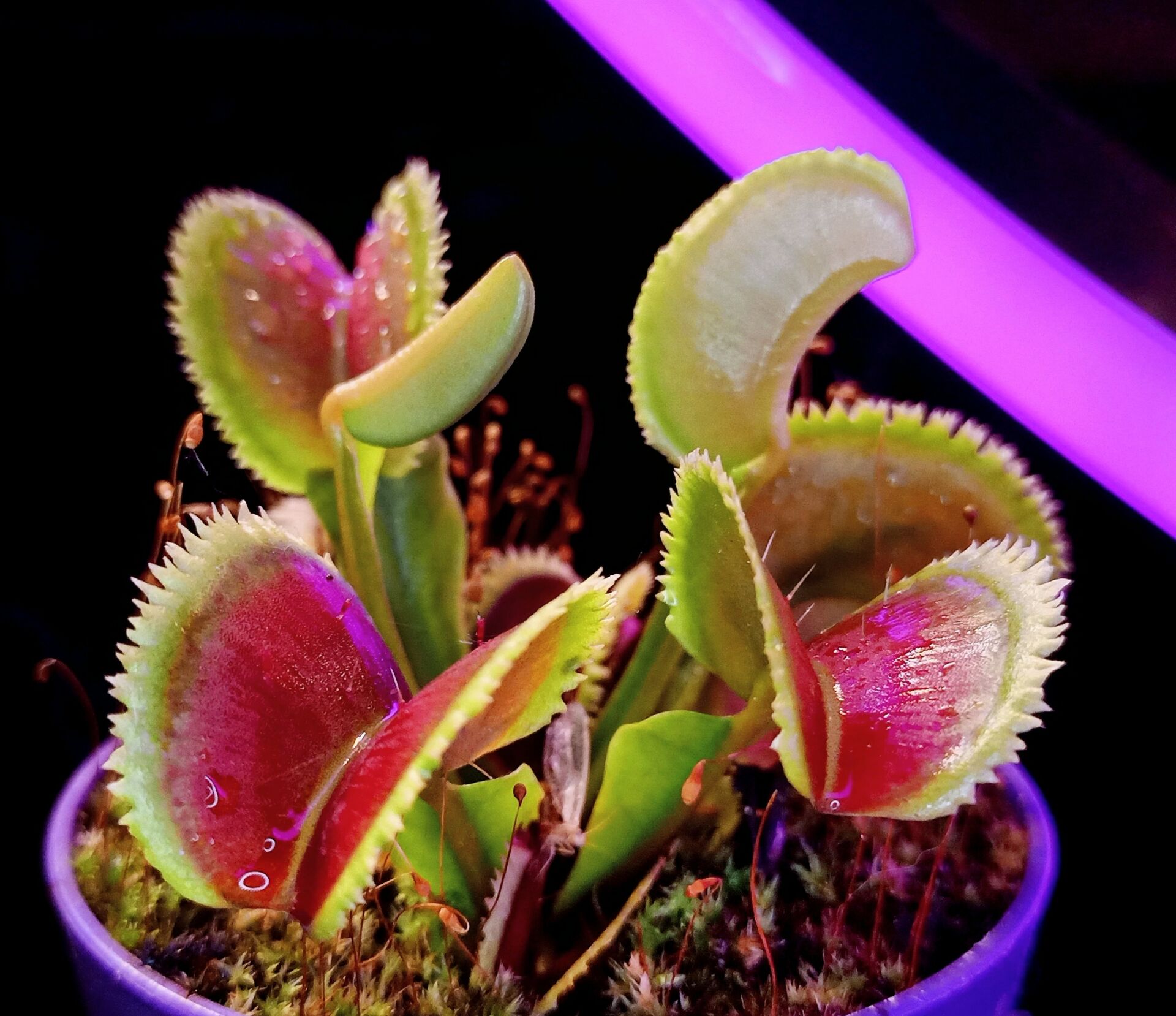 Dionaea muscipula ''Brutal Shark''