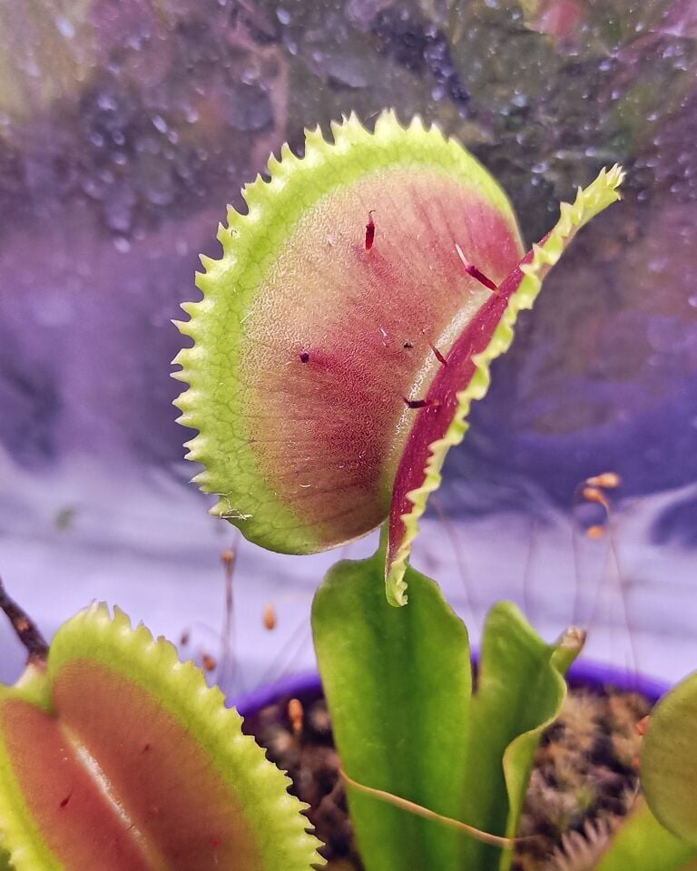 Dionaea muscipula ''Brutal Shark''