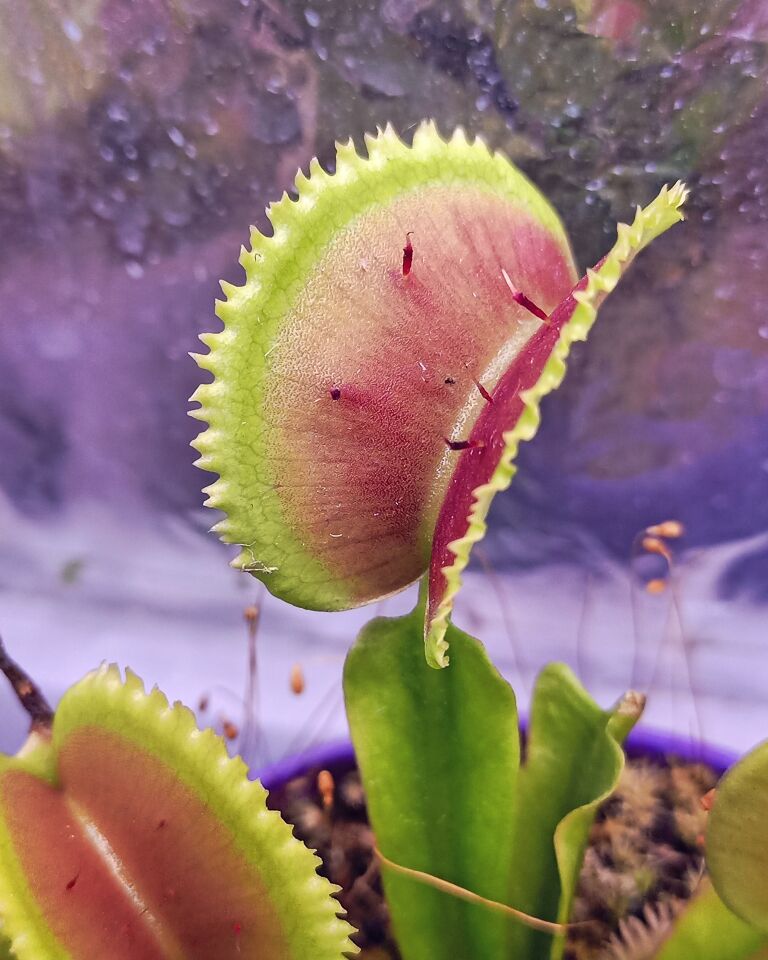 Dionaea muscipula ''Brutal Shark''