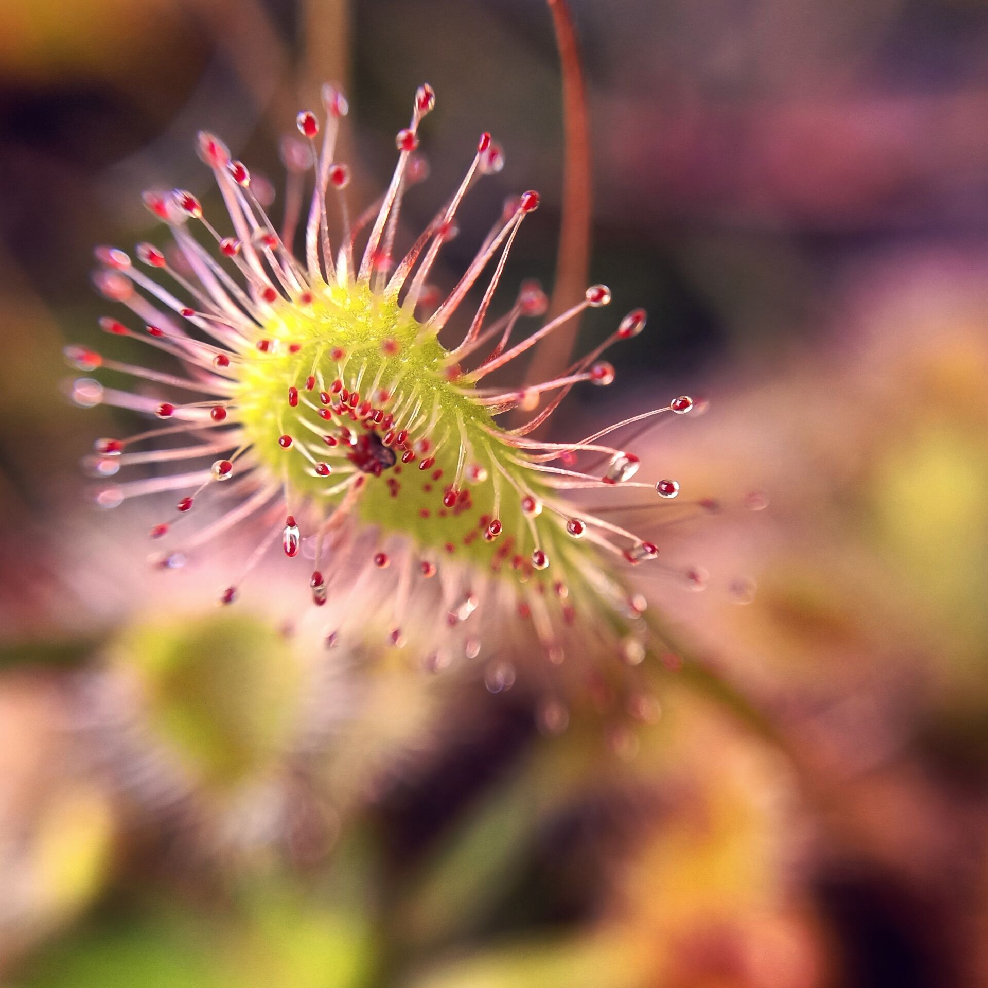 Drosera nidiformis