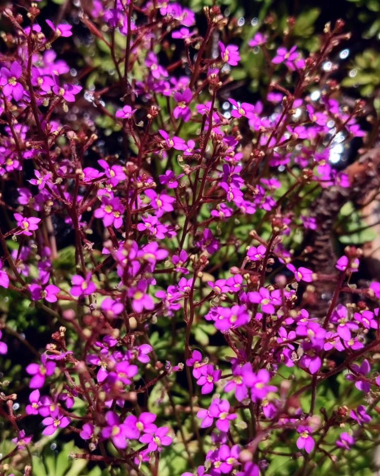Stylidium Debile - Triggerplant - Tetik Bitkisi