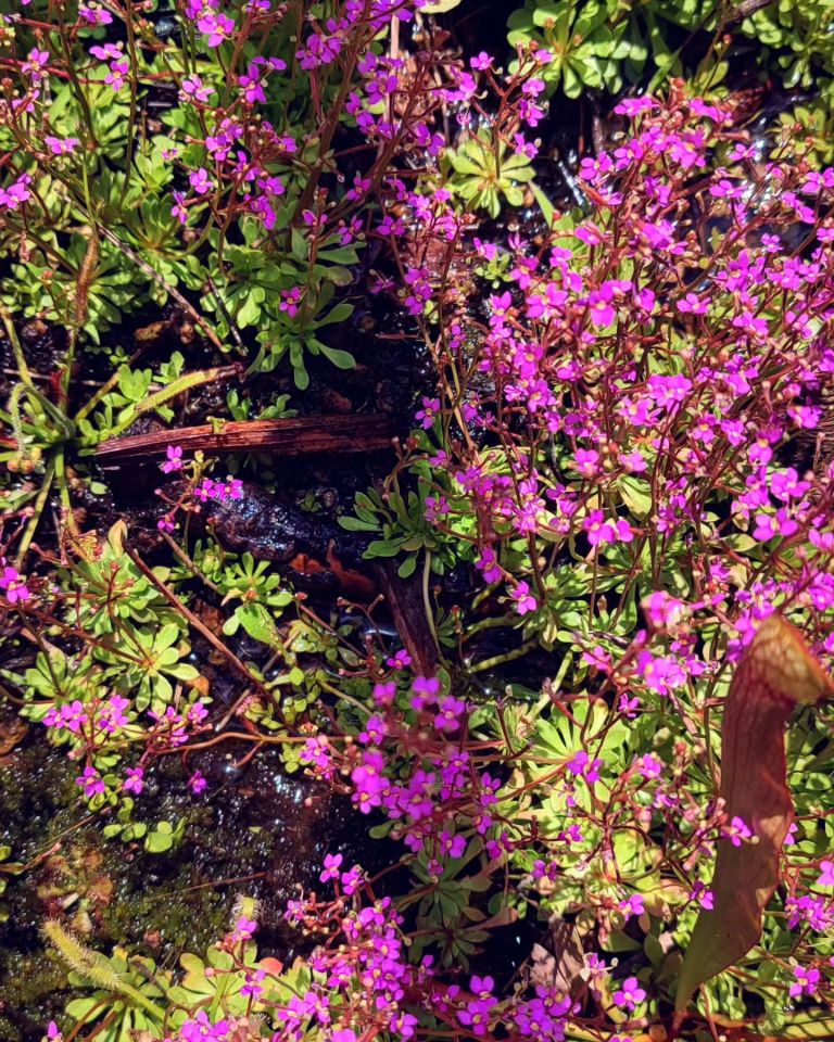 Stylidium Debile - Triggerplant - Tetik Bitkisi