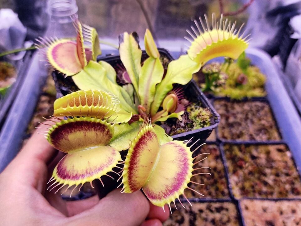 Dionaea Muscipula Özel Üretim Mutantlar