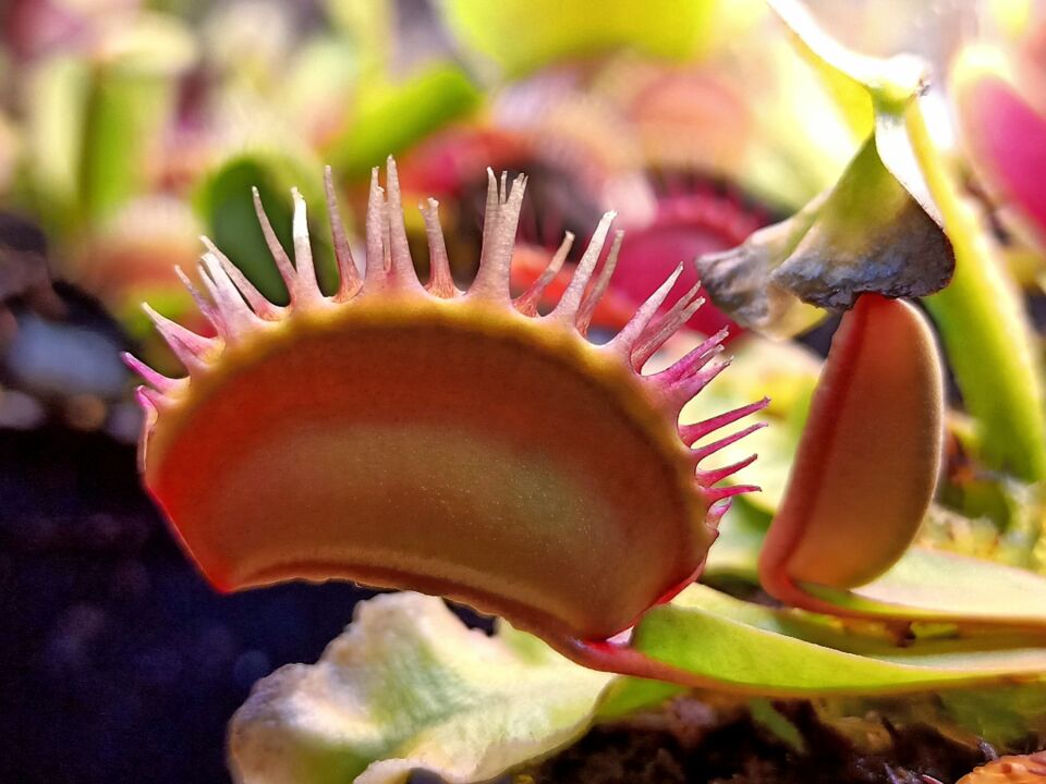 Dionaea Muscipula Özel Üretim Mutantlar