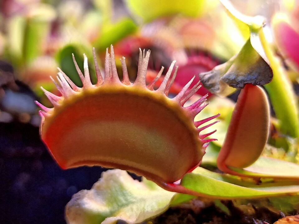 Dionaea Muscipula Özel Üretim Mutantlar