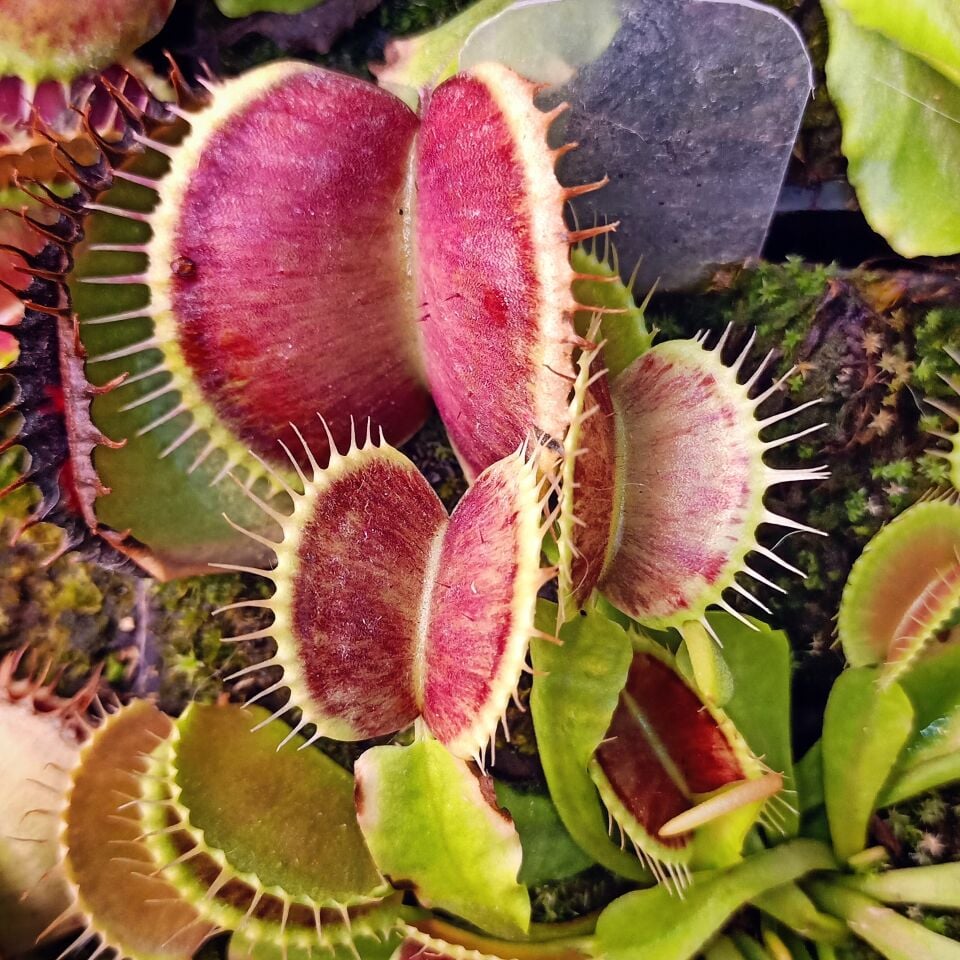 Dionaea Muscipula Özel Üretim Mutantlar