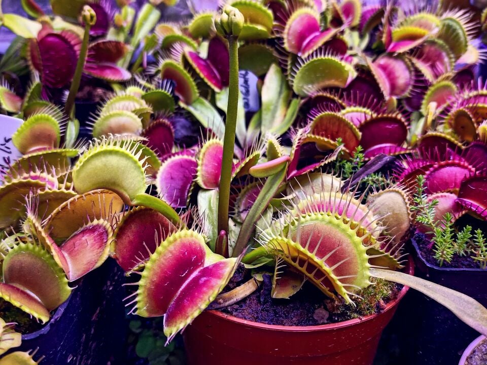 Dionaea Muscipula Özel Üretim Mutantlar