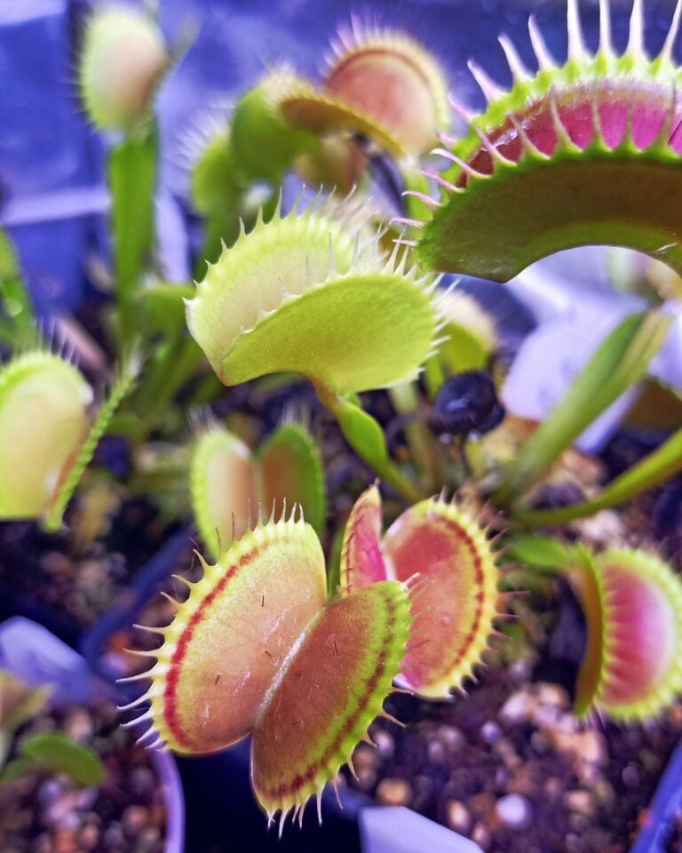 Dionaea Muscipula Özel Üretim Mutantlar