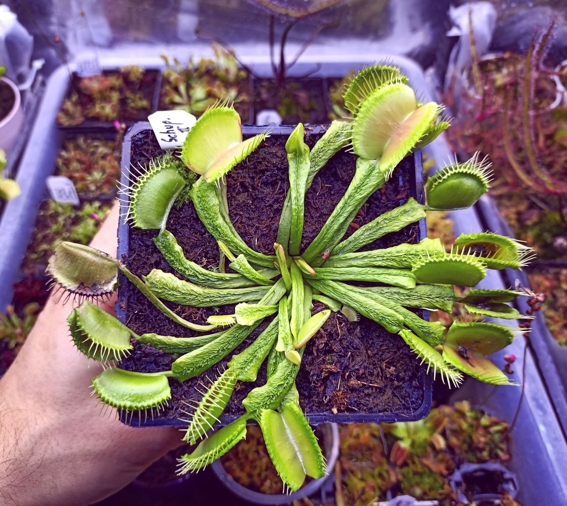 Dionaea muscipula ''Schuppenstiel II''