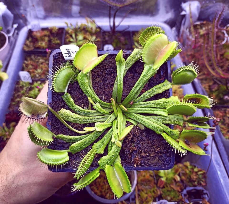 Dionaea muscipula ''Schuppenstiel II''