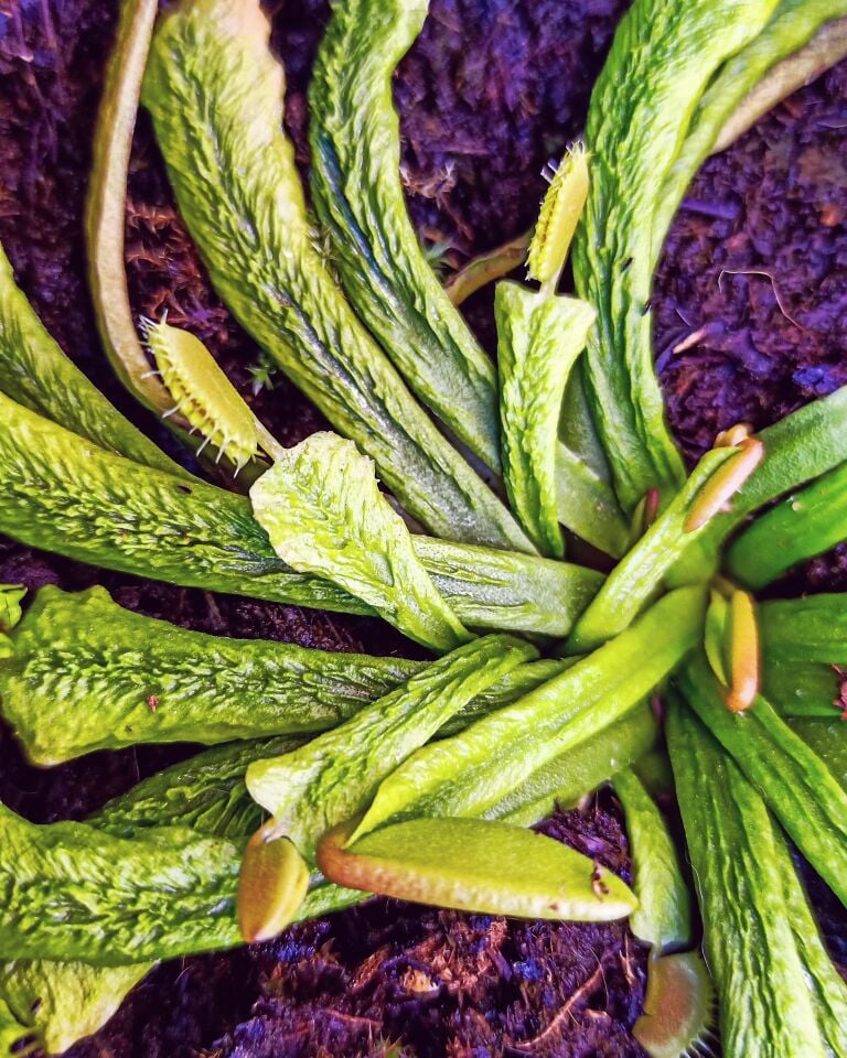 Dionaea muscipula ''Schuppenstiel II''